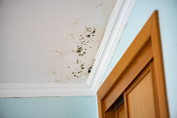 Trusted Sage, CA Mold Removal Experts