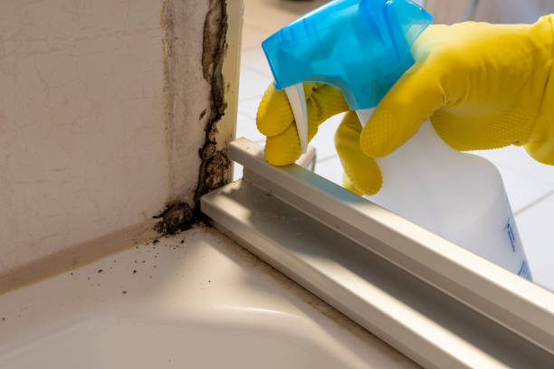 Best Attic Mold Removal  in Sage, CA