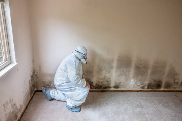Best Attic Mold Removal  in Sage, CA