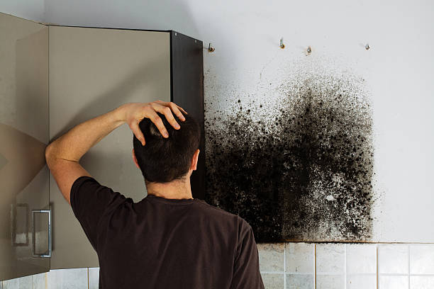 Best Toxic Mold Removal  in Sage, CA