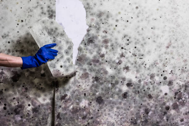 Best Black Mold Removal  in Sage, CA