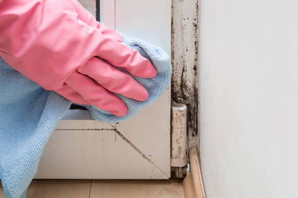 Mold Testing and Removal in Sage, CA