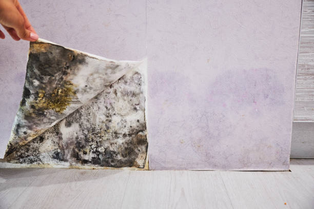 Best Emergency Mold Removal  in Sage, CA